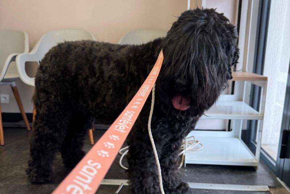 Fundmeldung Hund Männliche Mouans-Sartoux Frankreich Fundmeldung Hund Männliche Mouans-Sartoux Frankreich