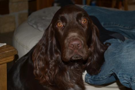 Vermisstmeldung Hund Männliche , 7 jahre Savigny-le-Temple Frankreich Vermisstmeldung Hund Männliche , 7 jahre Savigny-le-Temple Frankreich