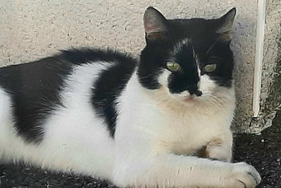 Vermisstmeldung Katze rassenmischung Männliche , 3 jahre Toulouse Frankreich Vermisstmeldung Katze rassenmischung Männliche , 3 jahre Toulouse Frankreich