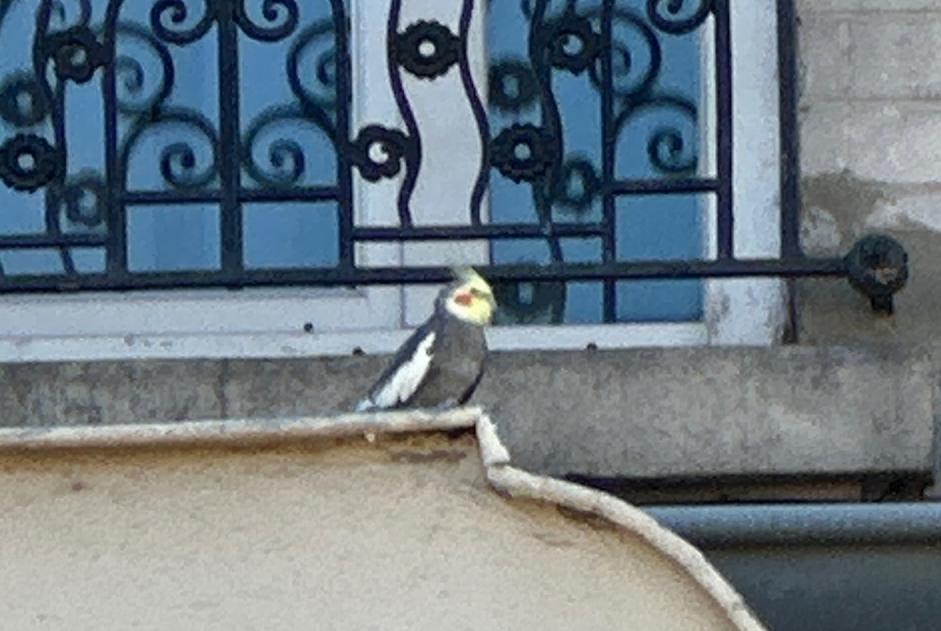 Discovery alert Bird Unknown Paris France
