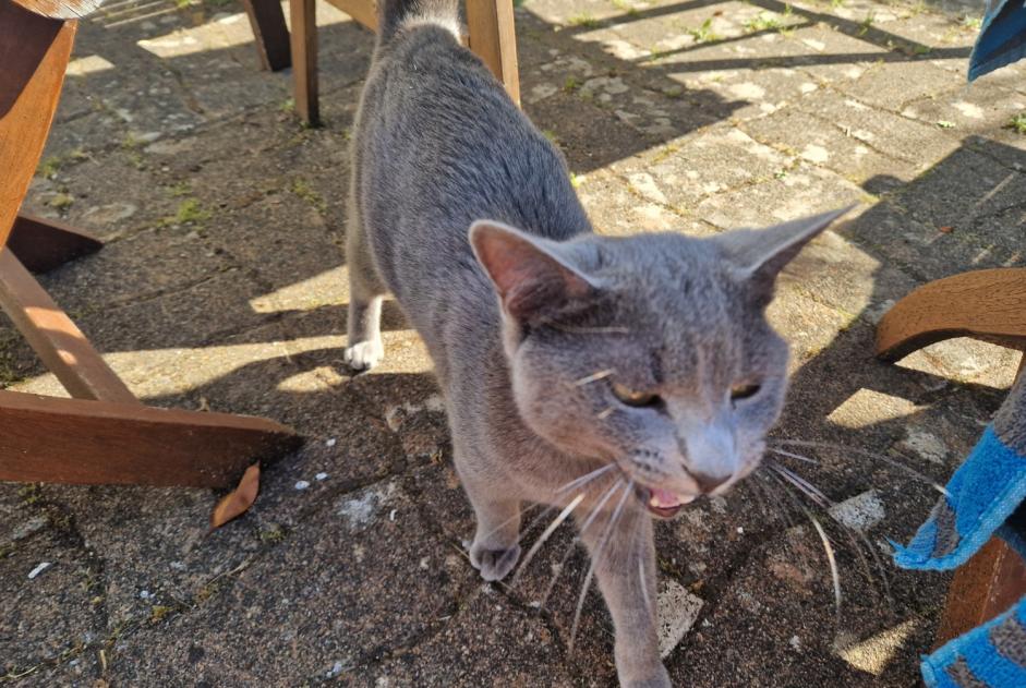 Discovery alert Cat Male , 1 year Plobannalec-Lesconil France
