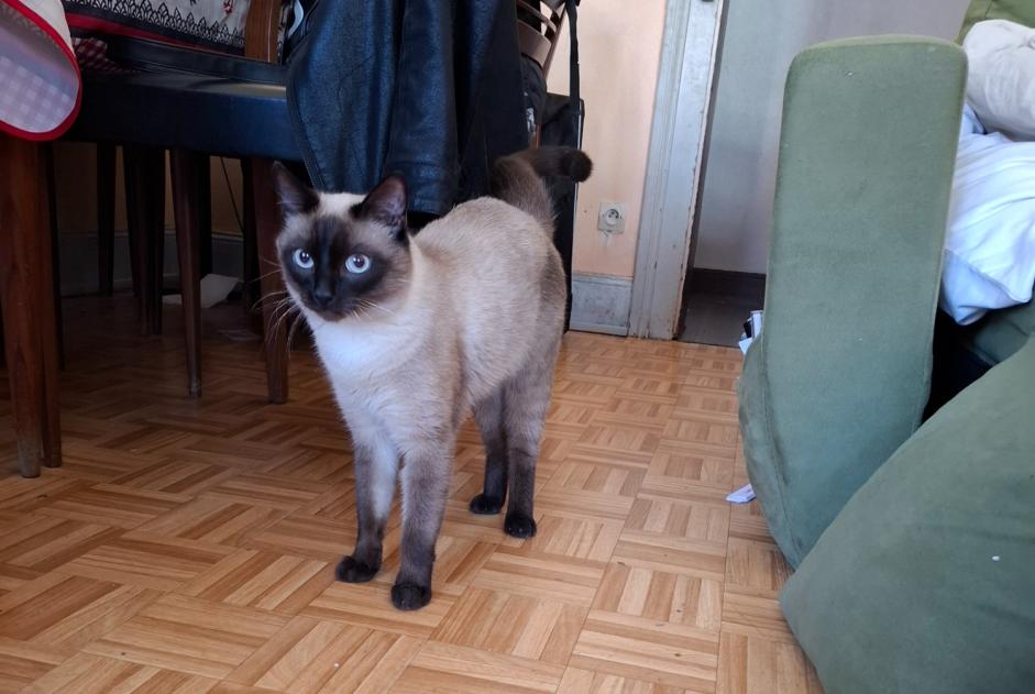 Discovery alert Cat Male Strasbourg France Discovery alert Cat Male Strasbourg France