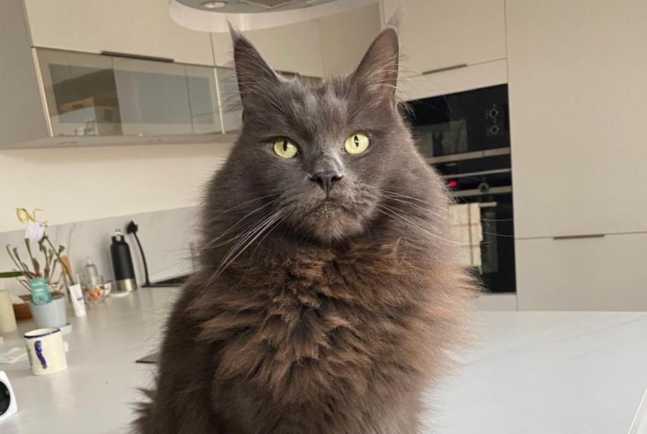 Disappearance alert Cat  Male , 6 years Tours France