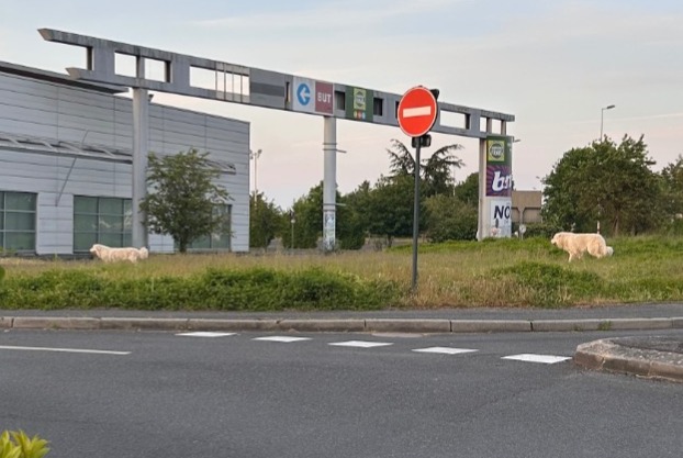 Discovery alert Dog Male Saint-Cyr-sur-Loire France Discovery alert Dog Male Saint-Cyr-sur-Loire France