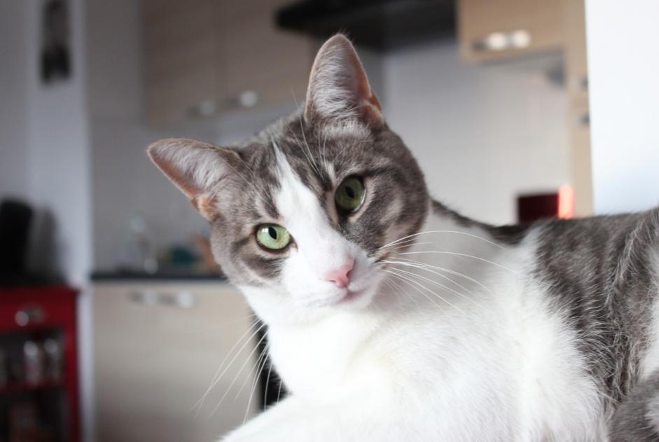 Alerta de Desaparición Gato Macho , 9 años Hanvec Francia Alerta de Desaparición Gato Macho , 9 años Hanvec Francia