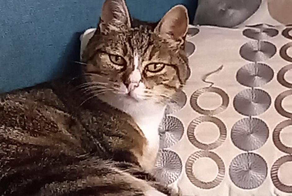Alerta de Desaparición Gato Hembra , 14 años Treffiagat Francia Alerta de Desaparición Gato Hembra , 14 años Treffiagat Francia