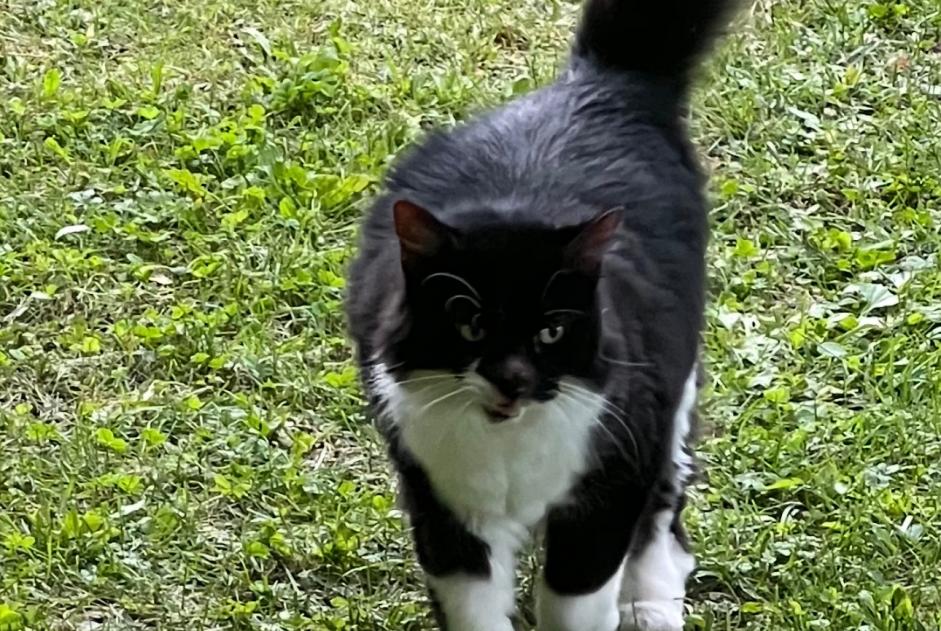 Alerta de Desaparición Gato Hembra , 12 años Neuvecelle Francia Alerta de Desaparición Gato Hembra , 12 años Neuvecelle Francia