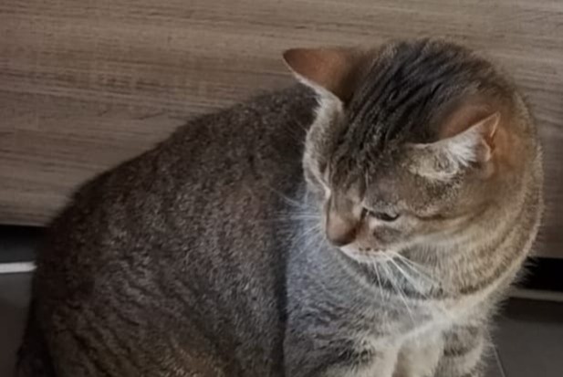 Alerta de Desaparición Gato Macho , 13 años Marines Francia Alerta de Desaparición Gato Macho , 13 años Marines Francia