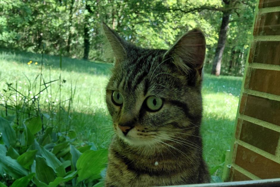 Alerta de Hallazgo Gato cruce Macho Ménestreau-en-Villette Francia