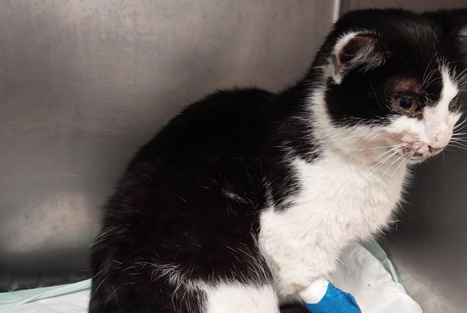 Alerta de Hallazgo Gato Hembra Labarthe-Rivière Francia Alerta de Hallazgo Gato Hembra Labarthe-Rivière Francia