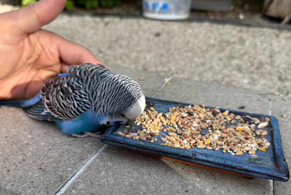 Alerta de Hallazgo Pájaro Desconocido Le Plessis-Trévise Francia Alerta de Hallazgo Pájaro Desconocido Le Plessis-Trévise Francia