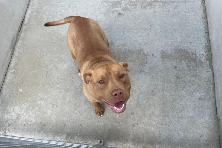 Alerta de Hallazgo Perro cruce Macho , 1 año Chapet Francia