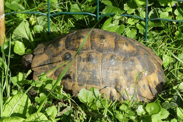 Alerte Découverte Autre Tortue terrestre Mâle Sannois France