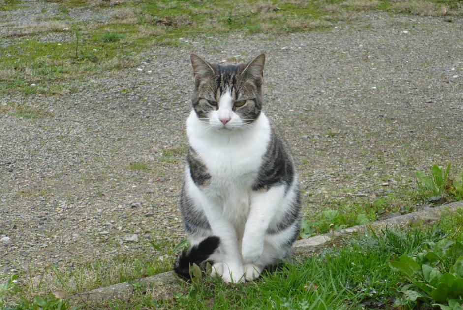 Alerte Disparition Chat  Mâle , 9 ans Trégunc France