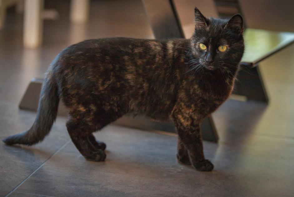 Alerte Disparition Chat Femelle , 8 ans Fouesnant France Alerte Disparition Chat Femelle , 8 ans Fouesnant France