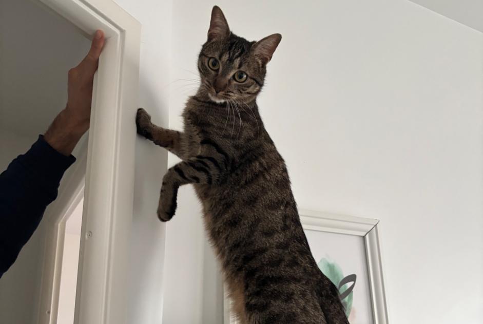 Alerte Disparition Chat Mâle , 2 ans Clichy France Alerte Disparition Chat Mâle , 2 ans Clichy France