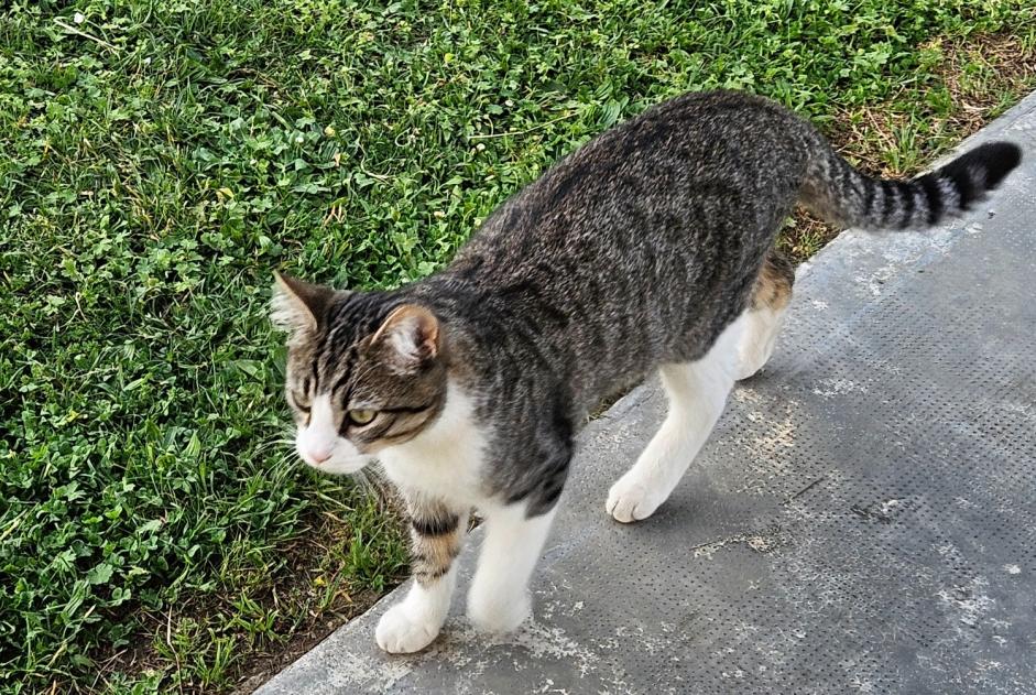 Alerte Disparition Chat Mâle , 1 ans Saint-Alban France Alerte Disparition Chat Mâle , 1 ans Saint-Alban France