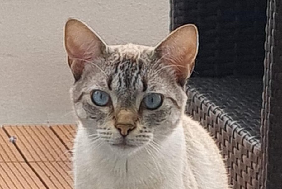 Alerte Disparition Chat Mâle , 3 ans Louvres France Alerte Disparition Chat Mâle , 3 ans Louvres France