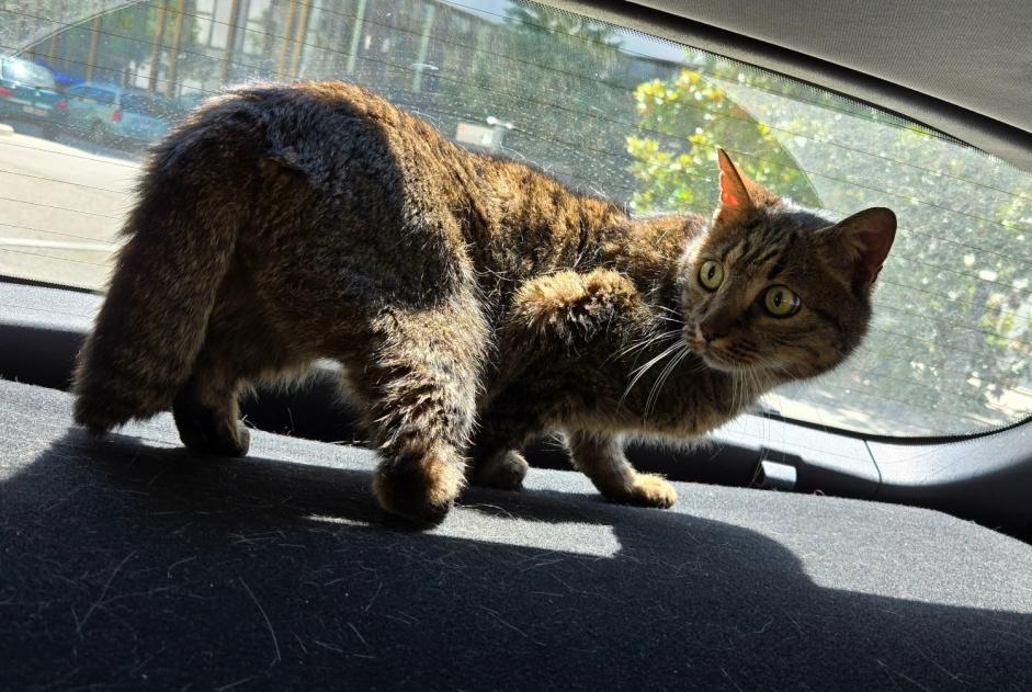 Alerte Découverte Chat Femelle , 10 ans Montigny-le-Bretonneux France