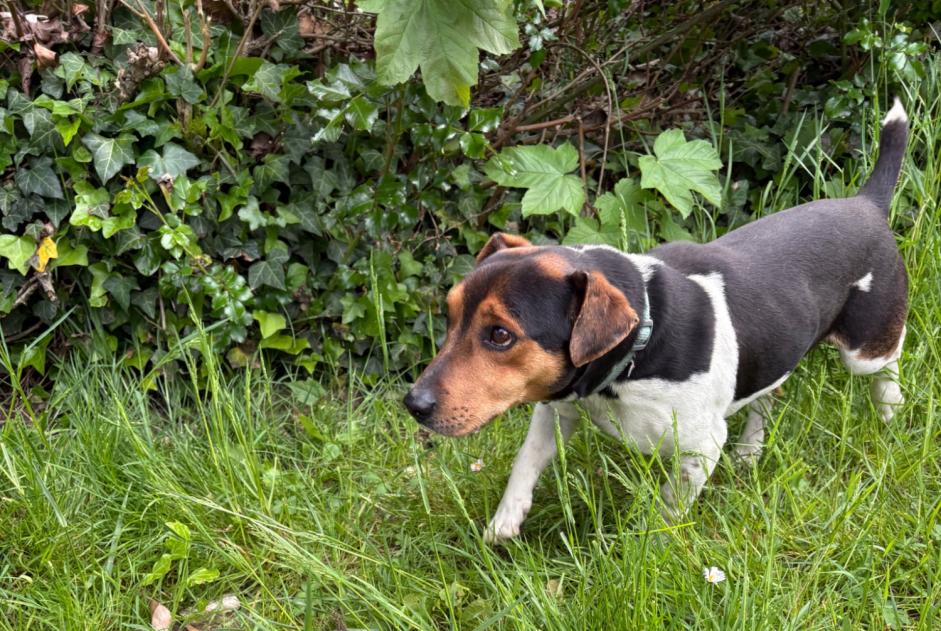 Alerte Découverte Chien croisement Mâle Breuillet France