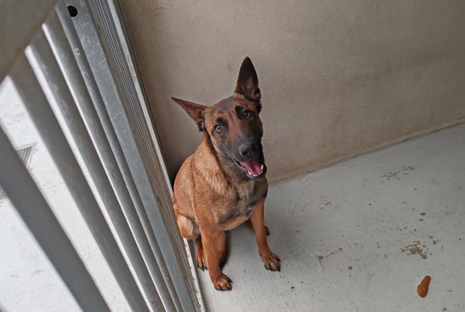 Alerte Découverte Chien croisement Femelle , 1 année Houilles France Alerte Découverte Chien croisement Femelle , 1 année Houilles France