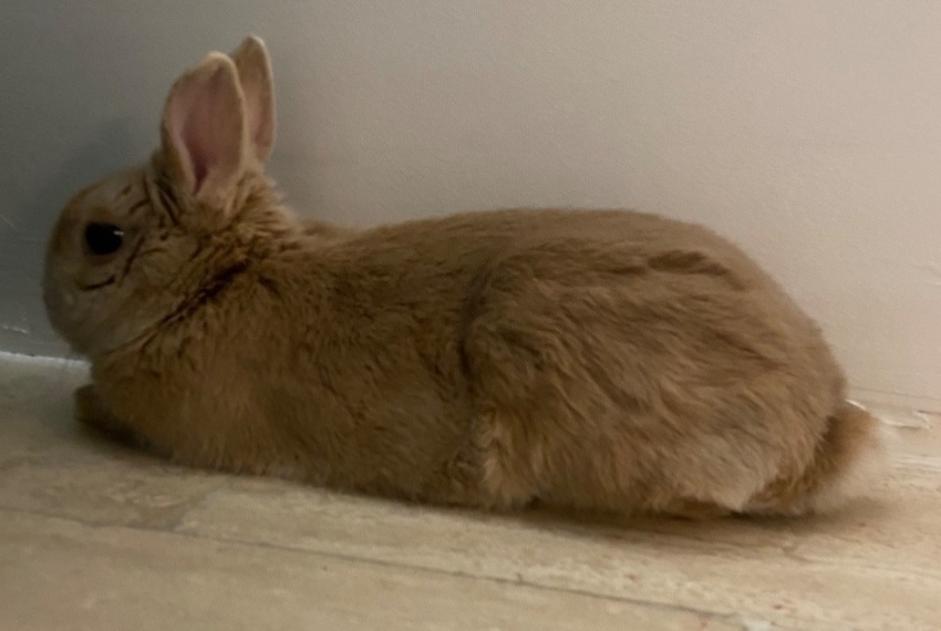 Alerte Découverte Lapin Inconnu Mantes-la-Ville France Alerte Découverte Lapin Inconnu Mantes-la-Ville France