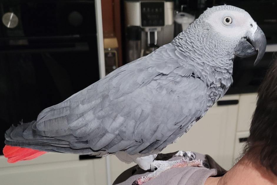 Alerte Découverte Oiseau Inconnu Alfortville France