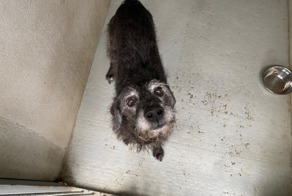 Avviso Ritrovamento Cane incrocio di razze Maschio , 12 anni Le Mesnil-le-Roi Francia