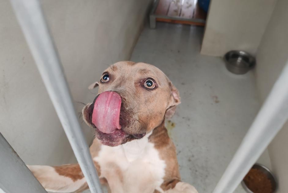 Avviso Ritrovamento Cane incrocio di razze Femmina , 2 anni Houilles Francia