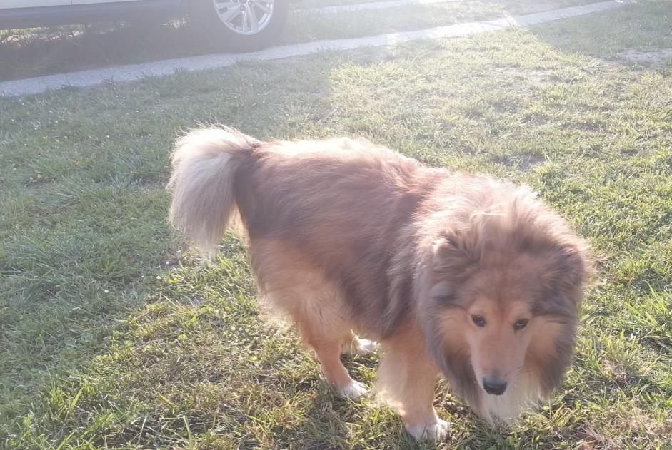 Avviso Ritrovamento Cane  Maschio Les Sables-d'Olonne Francia