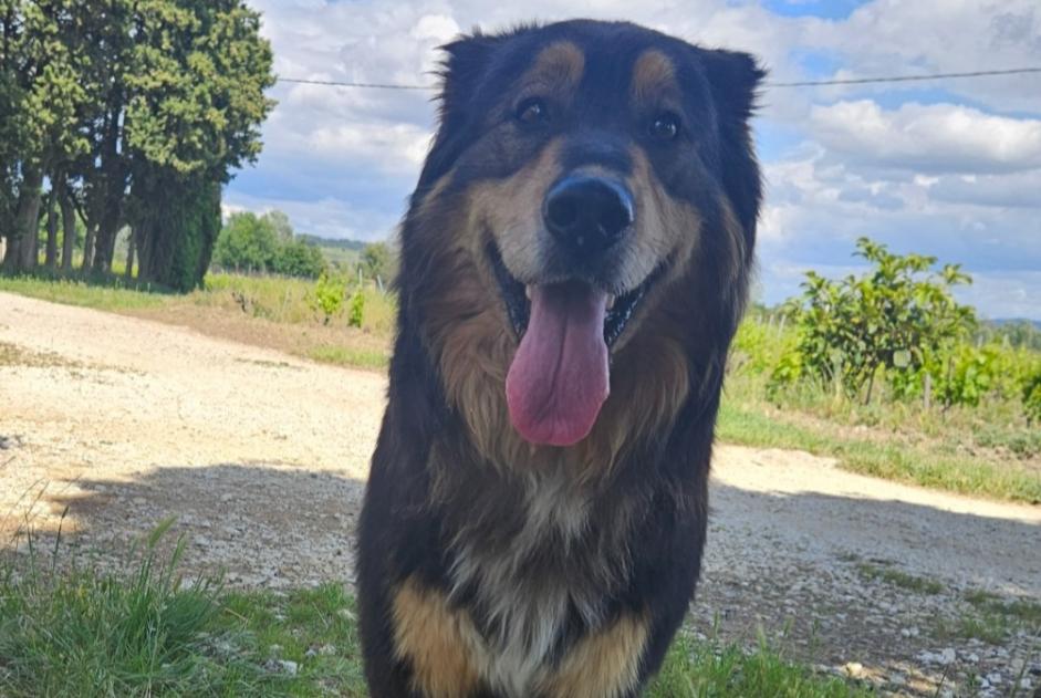Avviso Ritrovamento Cane incrocio di razze Maschio Cairanne Francia