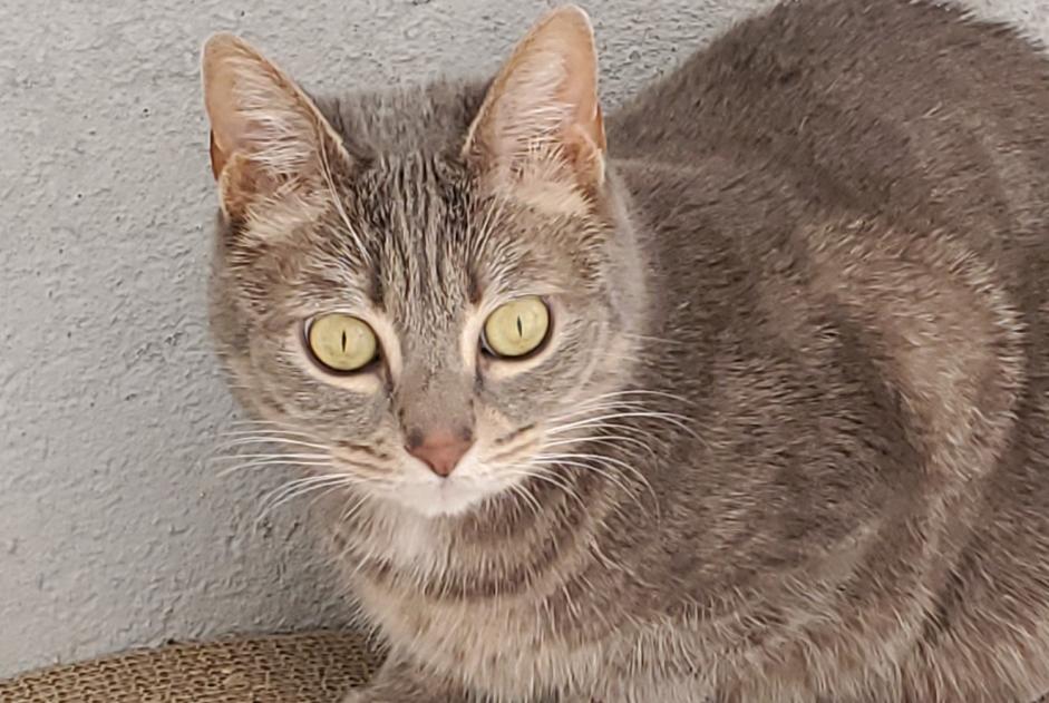 Avviso scomparsa Gatto  Femmina , 8 anni Puiseaux Francia