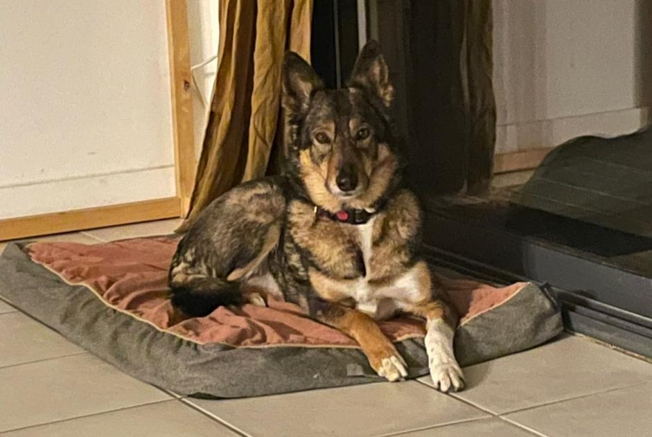 Alerta desaparecimento Cão cruzamento Fêmea , 8 anos Toulouse France