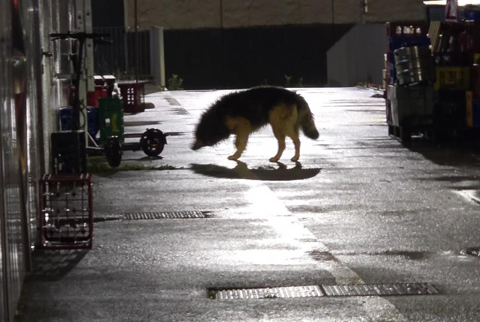 Alerta descoberta Cão cruzamento Desconhecido Archamps France