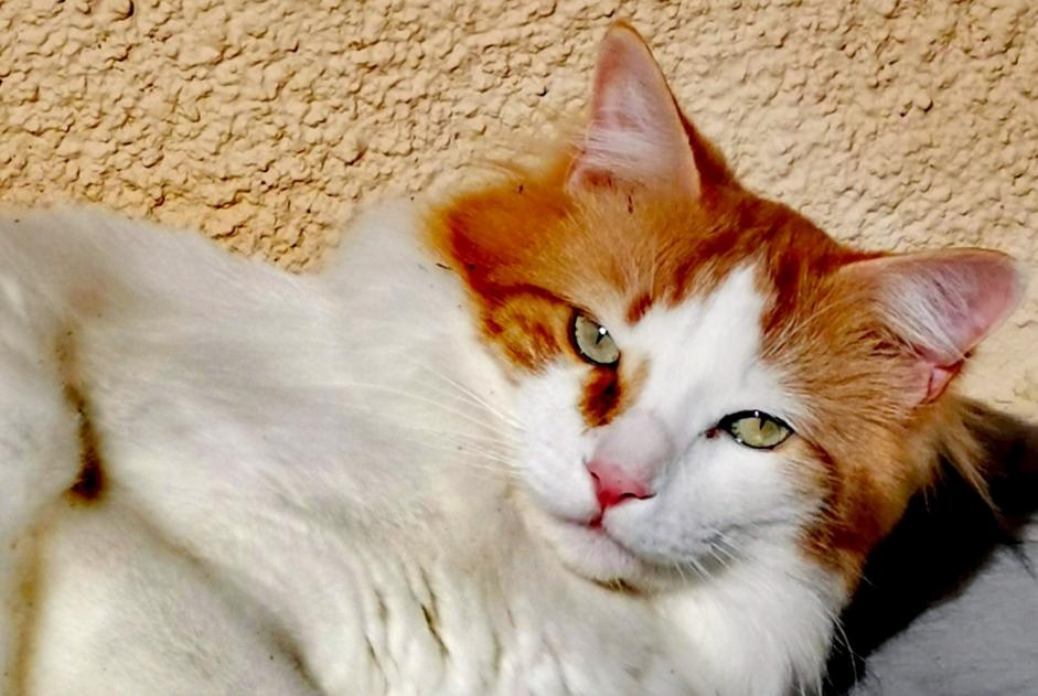 Alerta desaparecimento Gato cruzamento Macho , 6 anos Chaville France Alerta desaparecimento Gato cruzamento Macho , 6 anos Chaville France