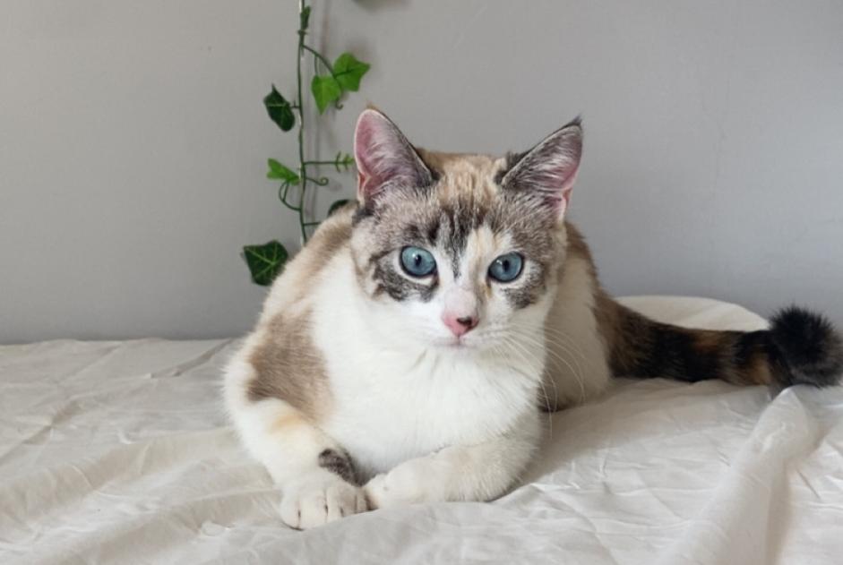 Alerta desaparecimento Gato Fêmea , 1 anos Toulouse France Alerta desaparecimento Gato Fêmea , 1 anos Toulouse France