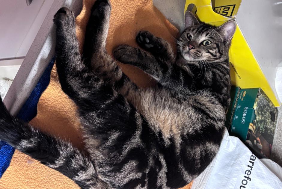 Alerta descoberta Gato Macho Bagneux France Alerta descoberta Gato Macho Bagneux France